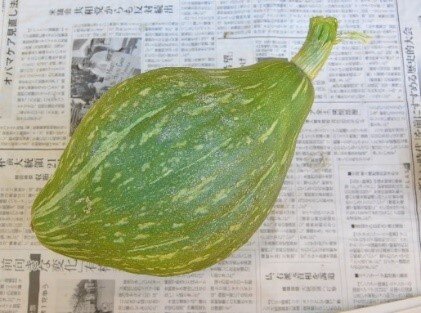 かぼちゃ(ロロン)